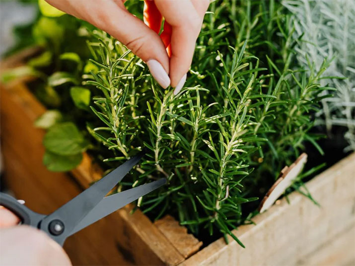 Person using pruning shears to prune rosemary.