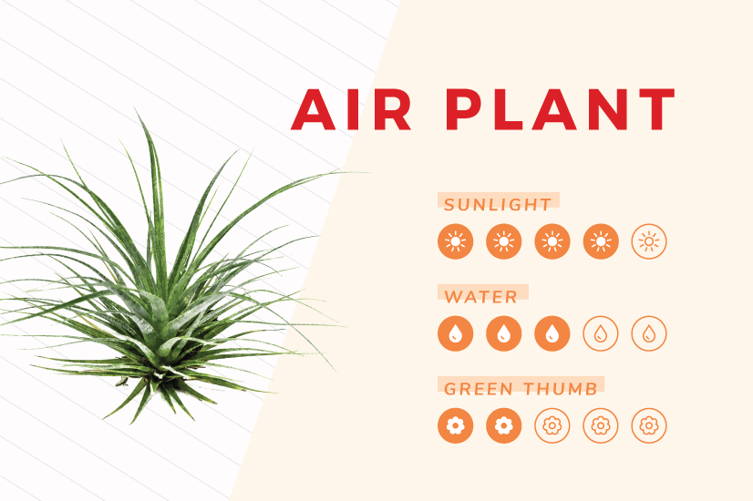 Air Plant indoor plant care guide.