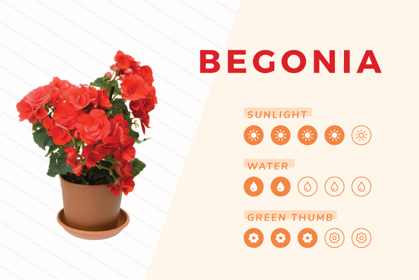 Begonia indoor plant care guide.