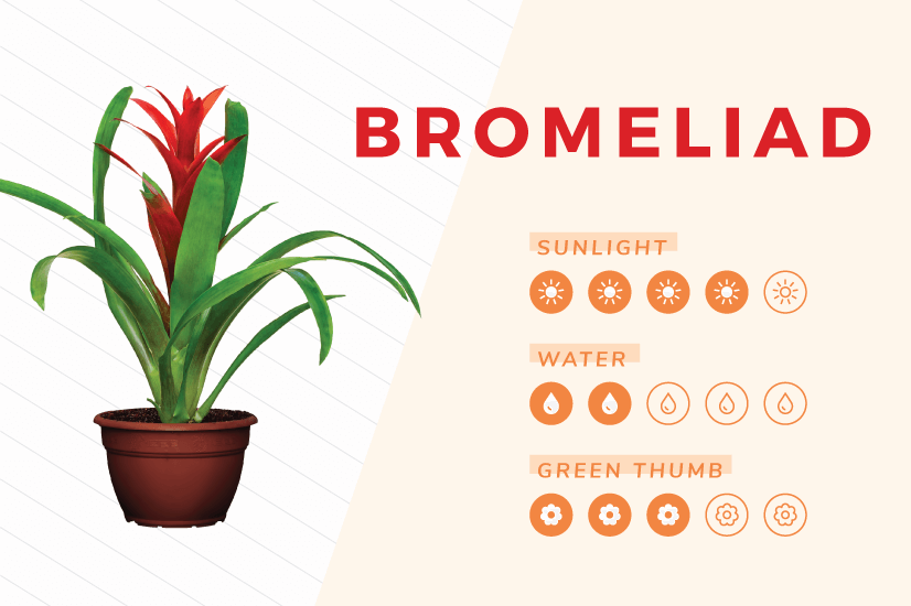 Bromeliad indoor plant care guide.