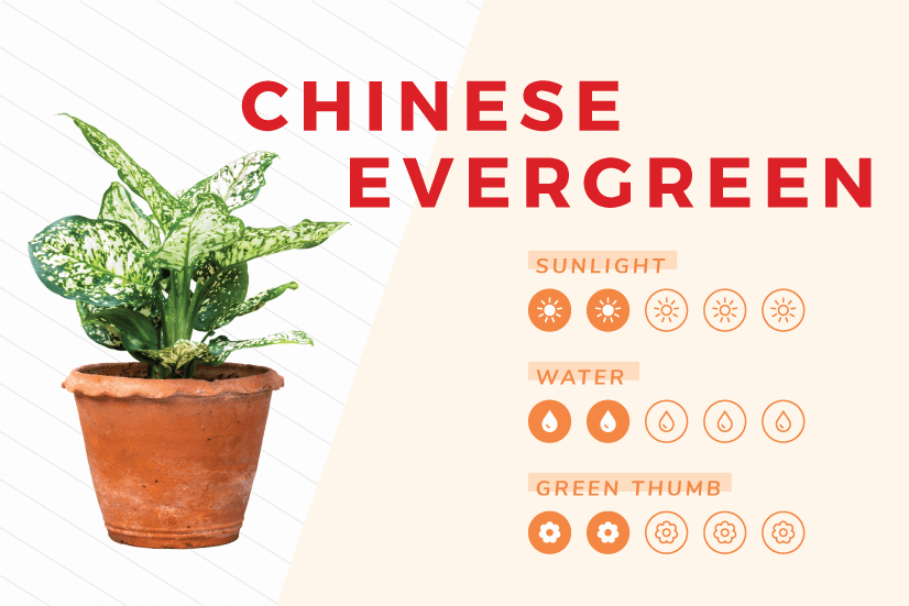 18 Best Plants For Your Bathroom + Care Guides