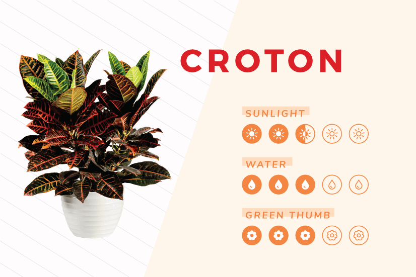 Croton indoor plant care guide.