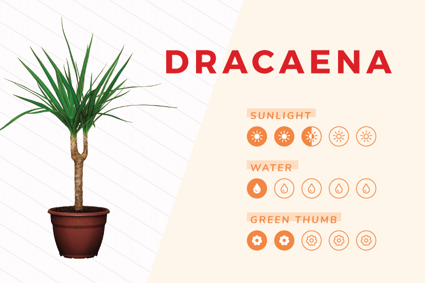 Dracaena plant indoor plant care guide.