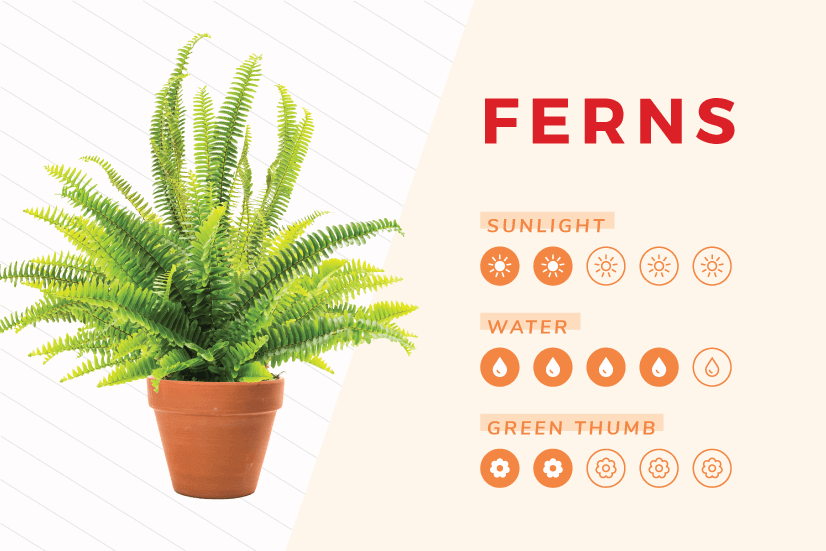 Ferns indoor plant care guide.