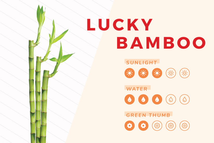 Lucky bamboo plant care guide.