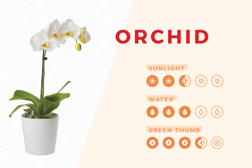 Orchid indoor plant care guide.