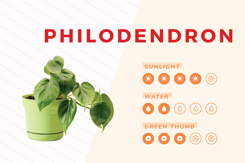Philodendron indoor plant care guide.