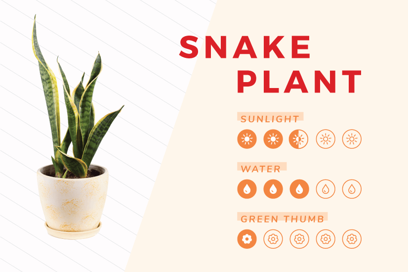 Snake Plant indoor plant care guide.