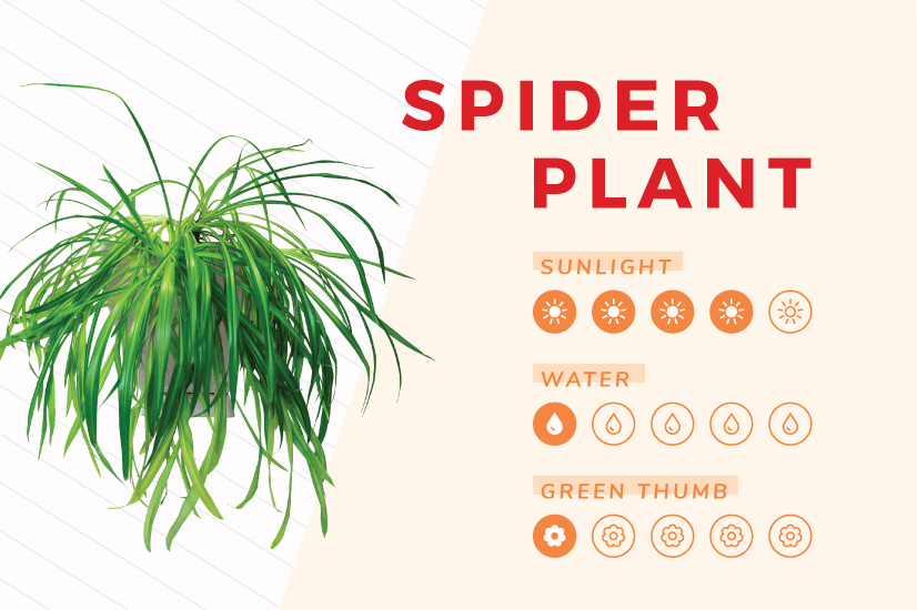 Spider plant indoor plant care guide.