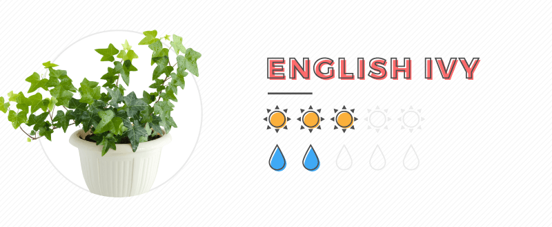 English Ivy