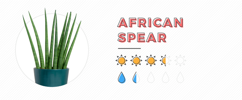 African Spear Plant