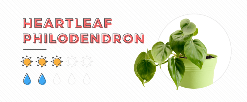 Heartleaf Philodendron