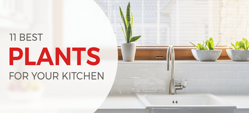 The 11 Best Plants for Your Kitchen