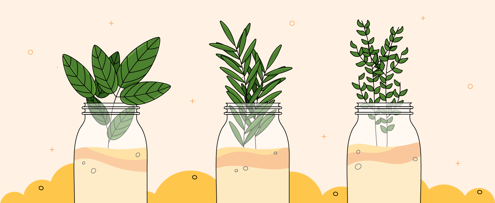 illustrated mint, rosemary and thyme in mason jars on orange-yellow background.