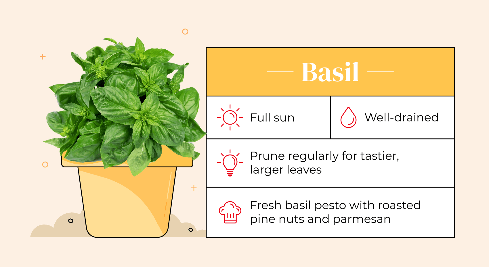 Illustrated pot with basil plant and care guide.