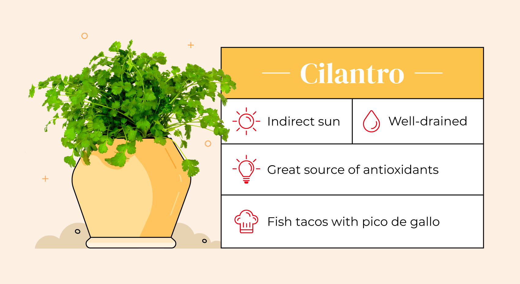 Illustrated pot with cilantro plant and care guide.