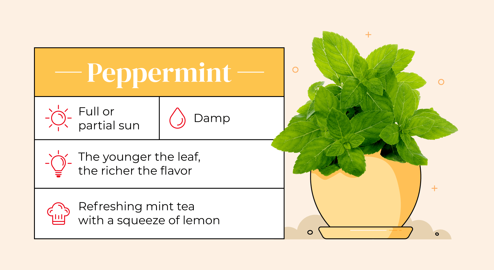 Illustrated pot with peppermint plant and care guide.