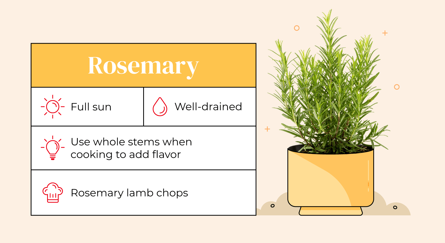 Illustrated pot with rosemary plant and care guide.