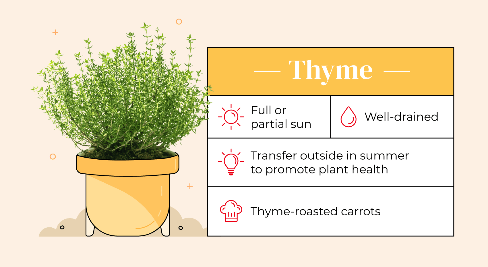 Illustrated pot with thyme and care guide.